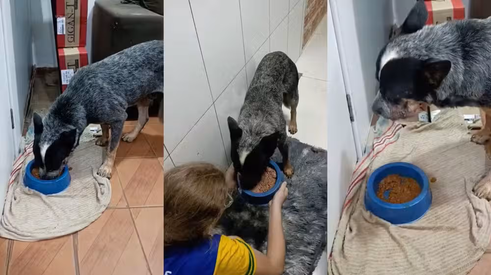 Roçadeira, sangue e prisão: caso de cão mutilado choca RO